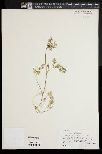 Chaerophyllum procumbens image