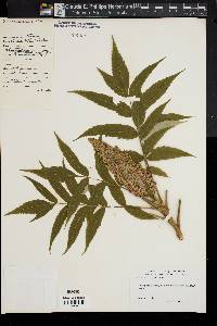 Rhus typhina image