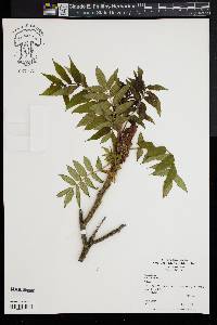 Rhus typhina image