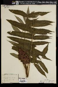 Rhus typhina image