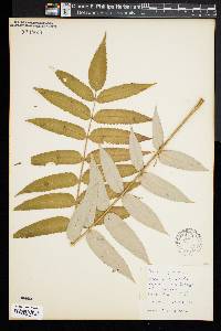 Rhus typhina image