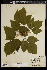 Toxicodendron pubescens image