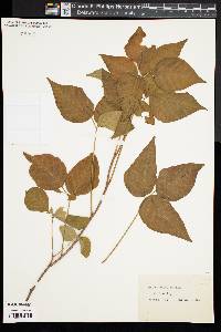 Toxicodendron pubescens image