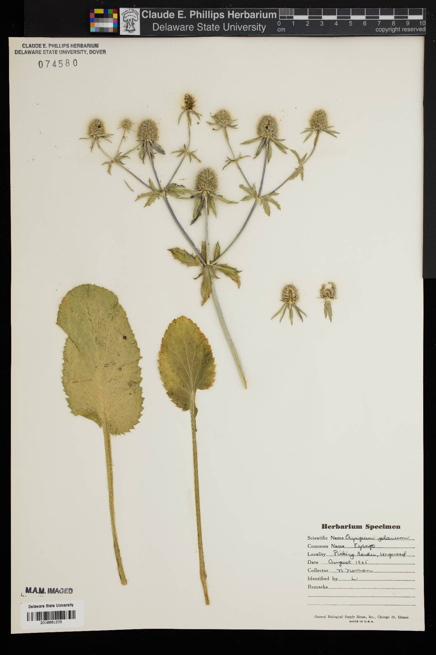 Eryngium planum image