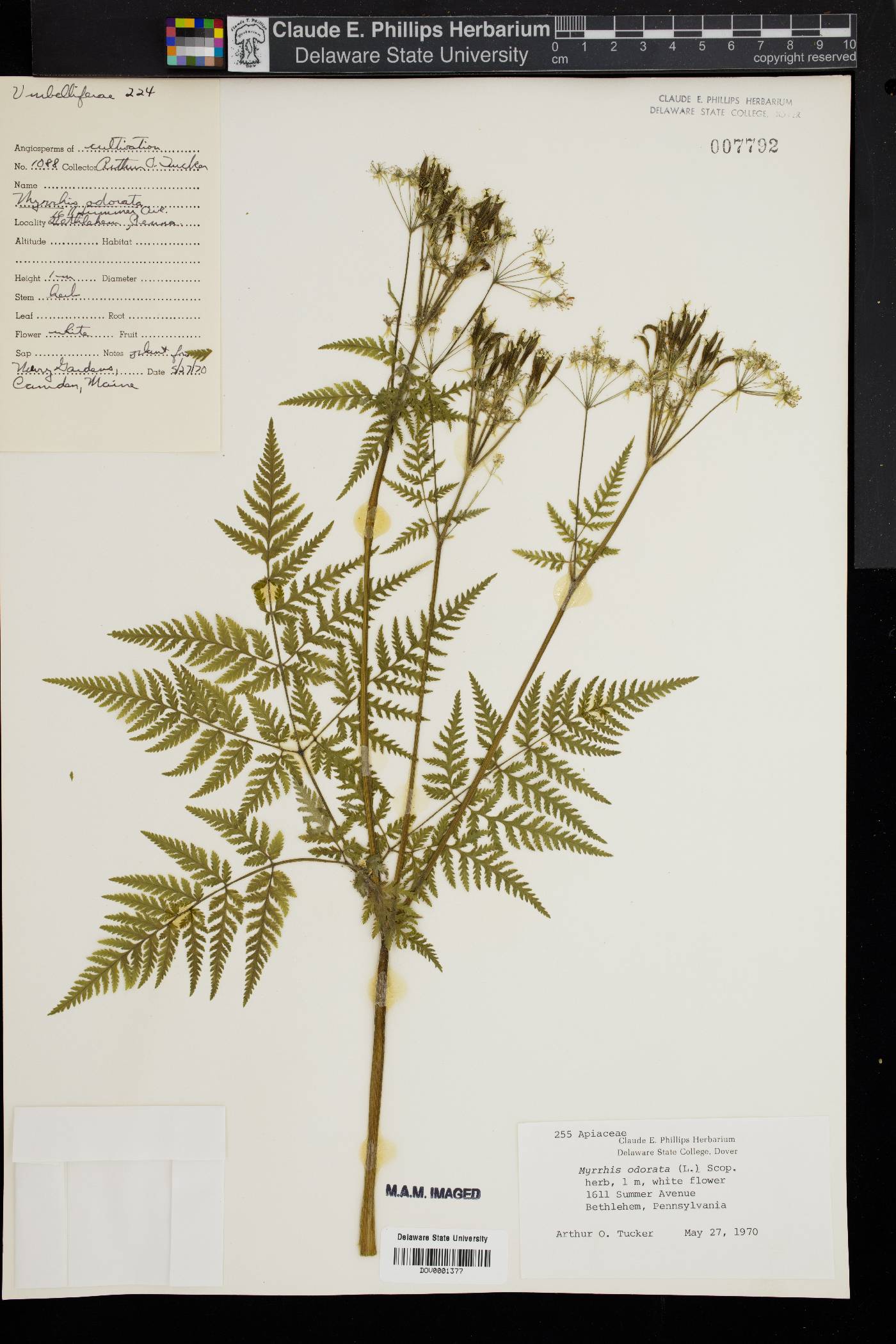 Myrrhis odorata image