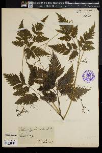 Osmorhiza aristata var. brevistylis image