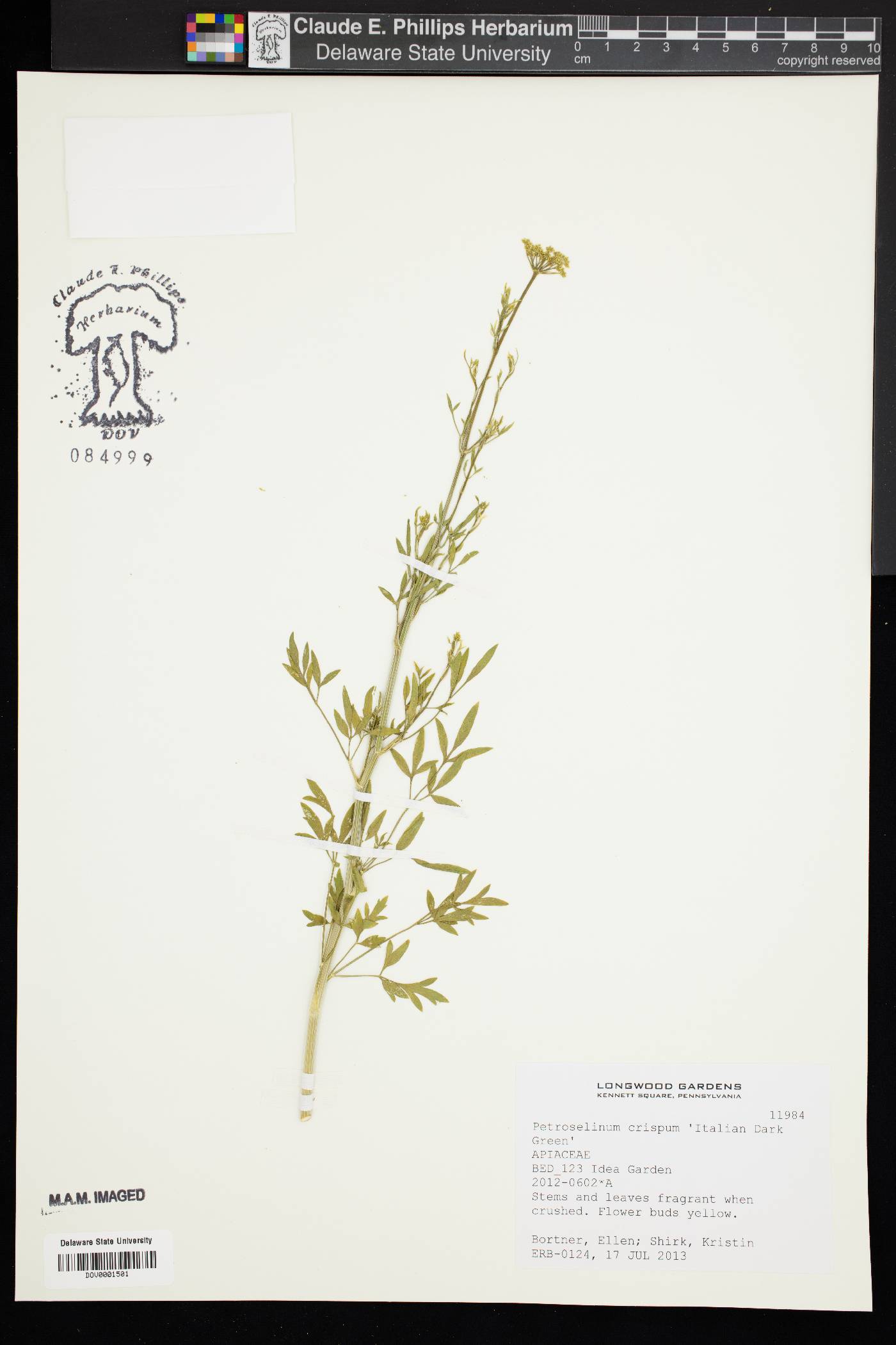 Petroselinum crispum image