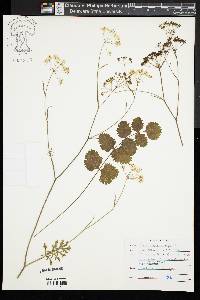 Pimpinella saxifraga image