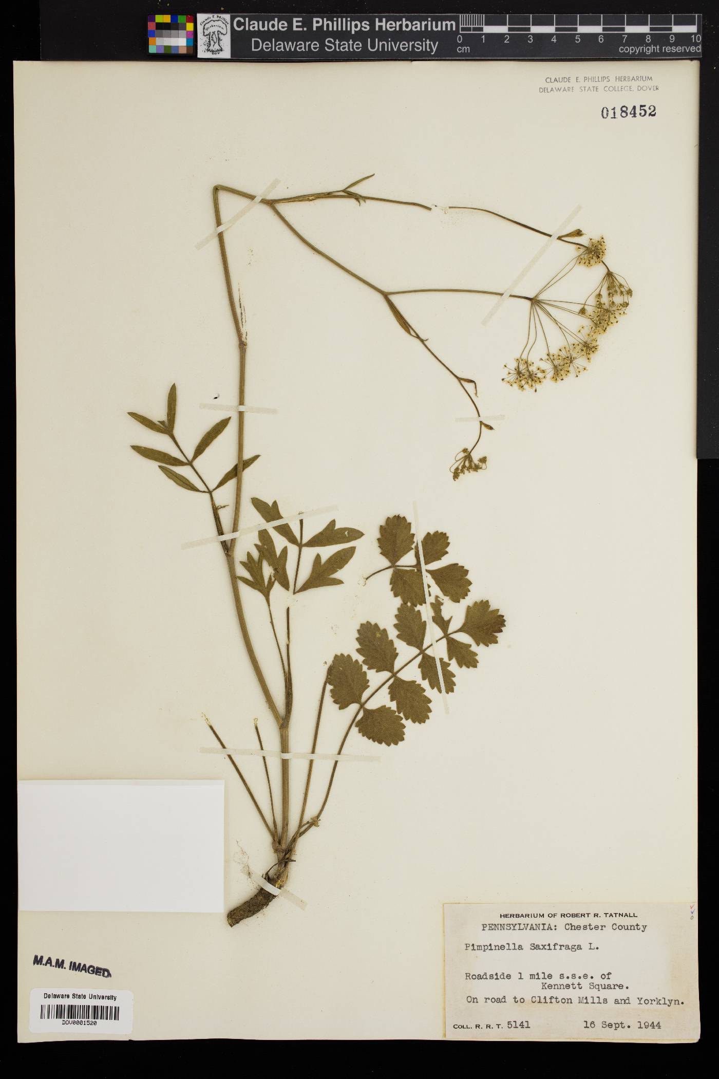 Pimpinella saxifraga image