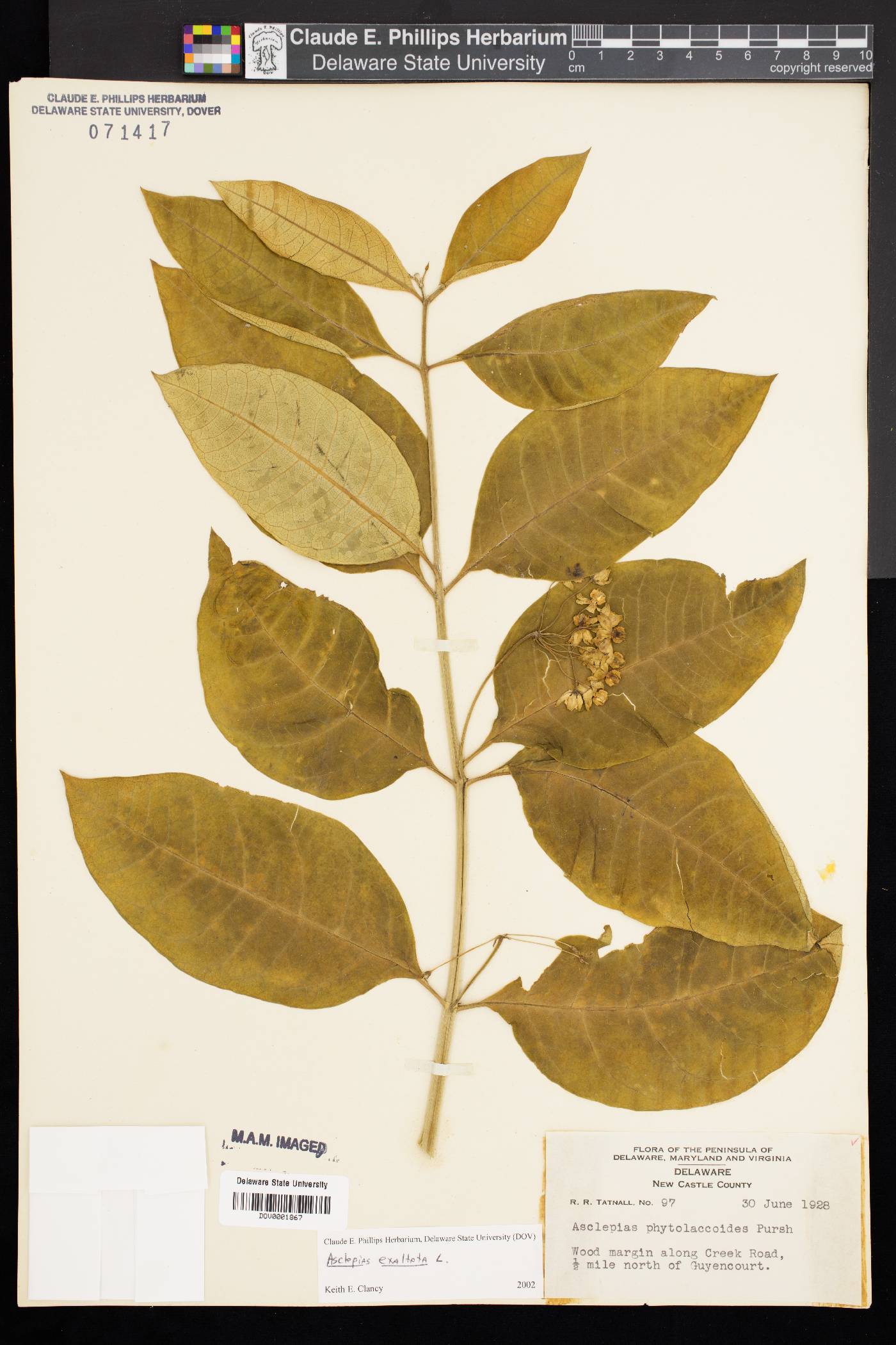 Asclepias phytolaccoides image