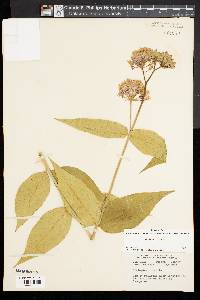 Asclepias rubra image