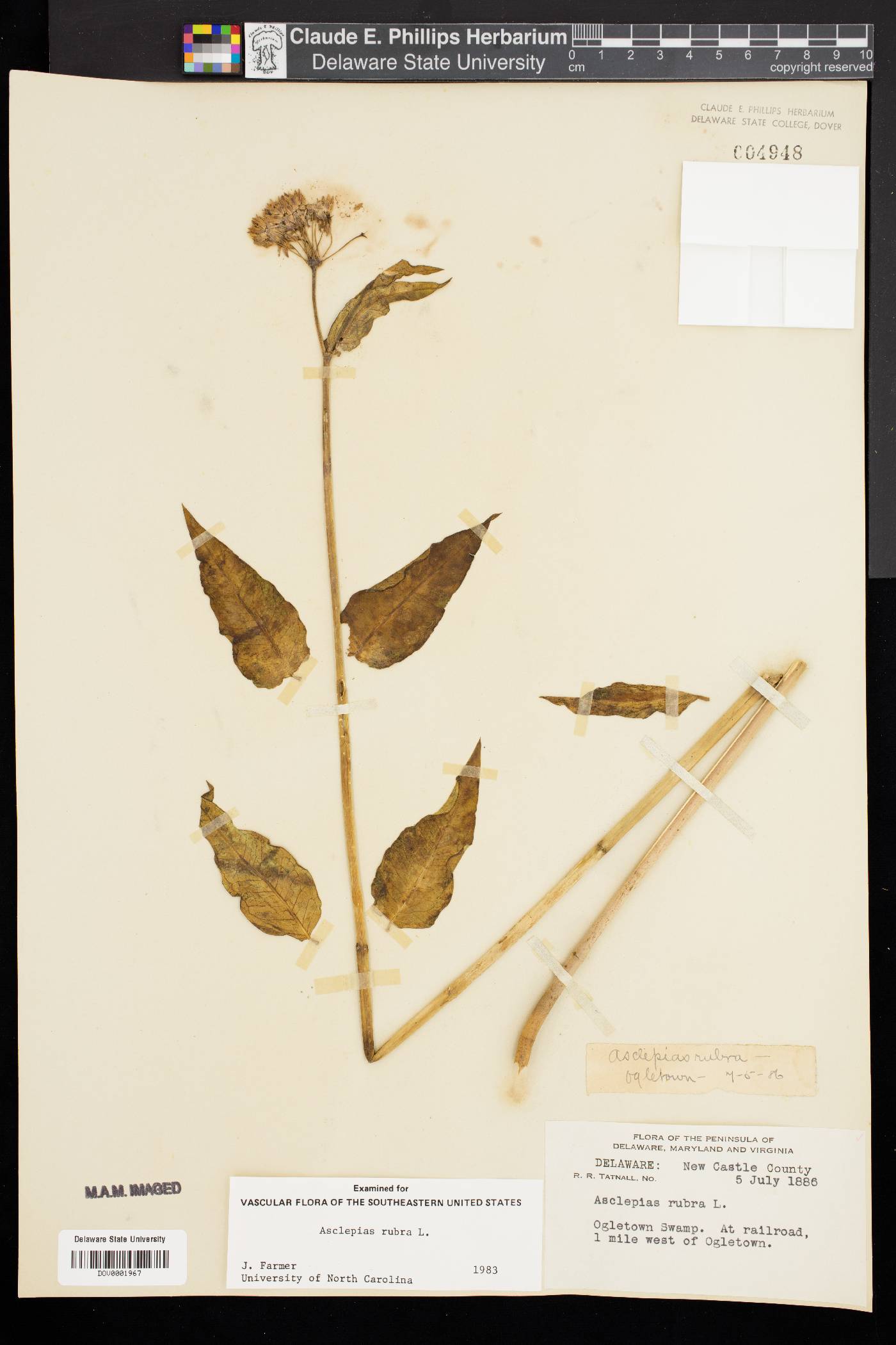 Asclepias rubra image