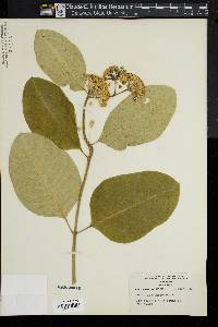 Image of Asclepias variegata