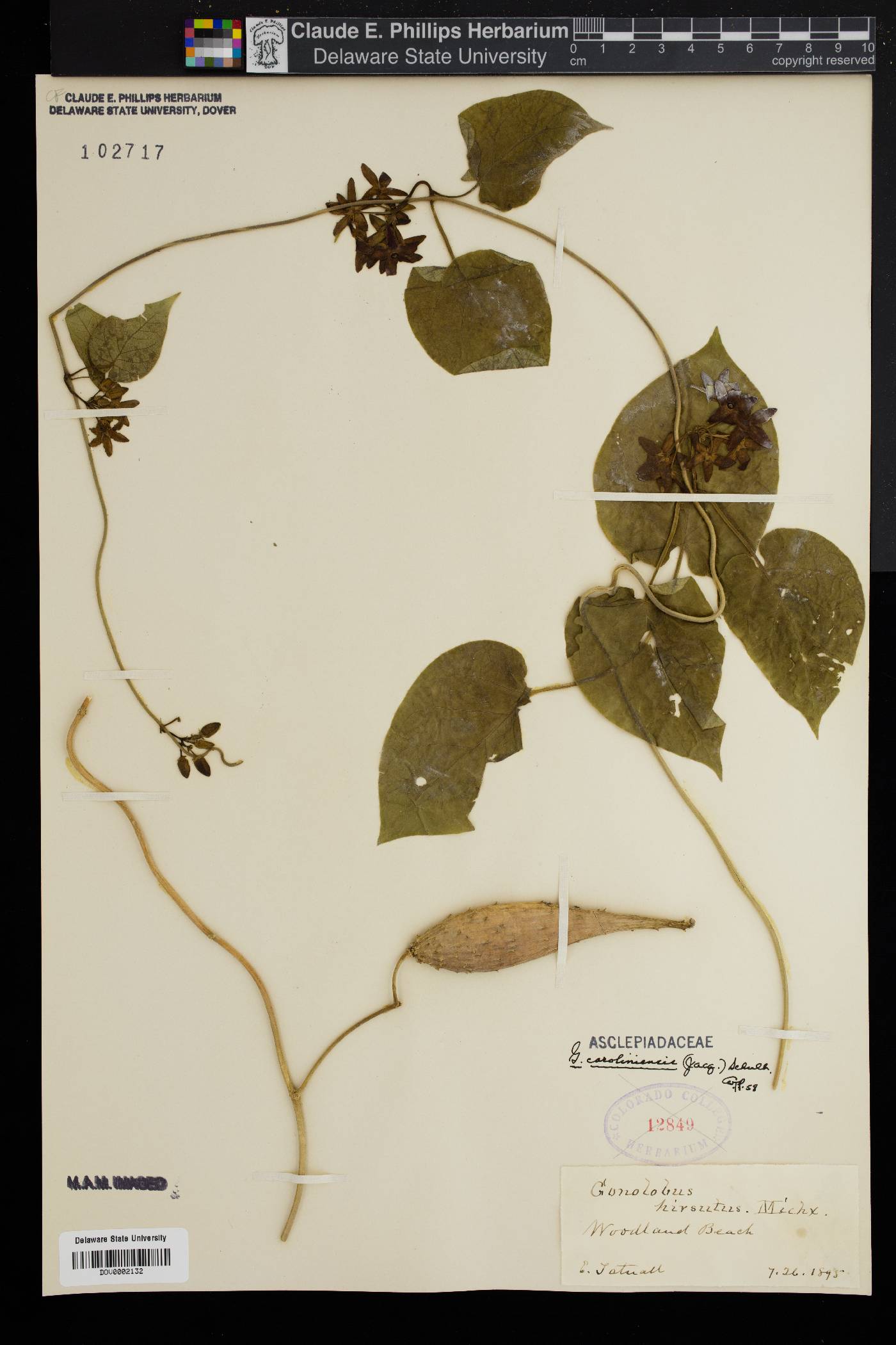 Matelea carolinensis image