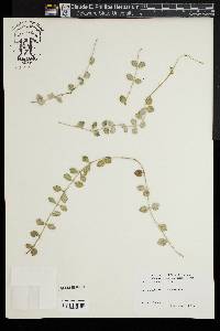 Dischidia nummularia image