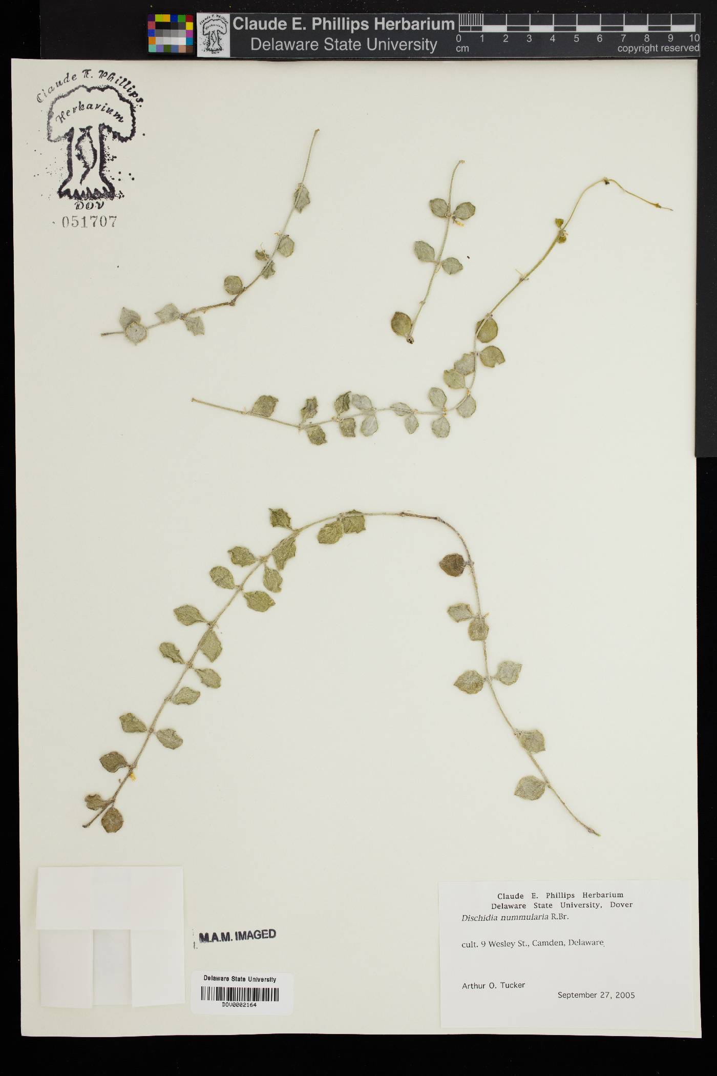 Dischidia nummularia image
