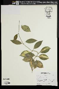 Hoya carnosa image