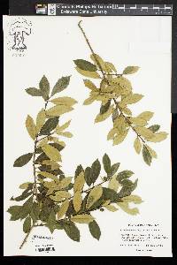 Ilex x attenuata image