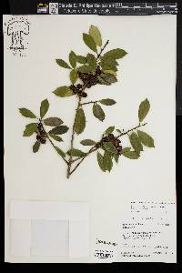 Ilex x attenuata image