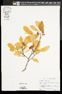 Ilex laevigata image