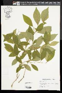 Ilex laevigata image