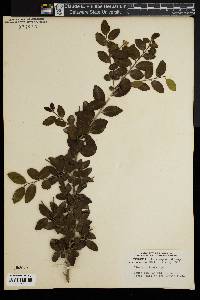 Ilex vomitoria image