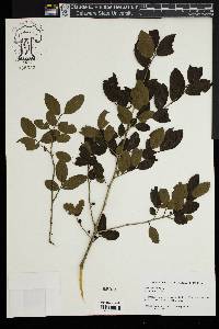 Ilex vomitoria image