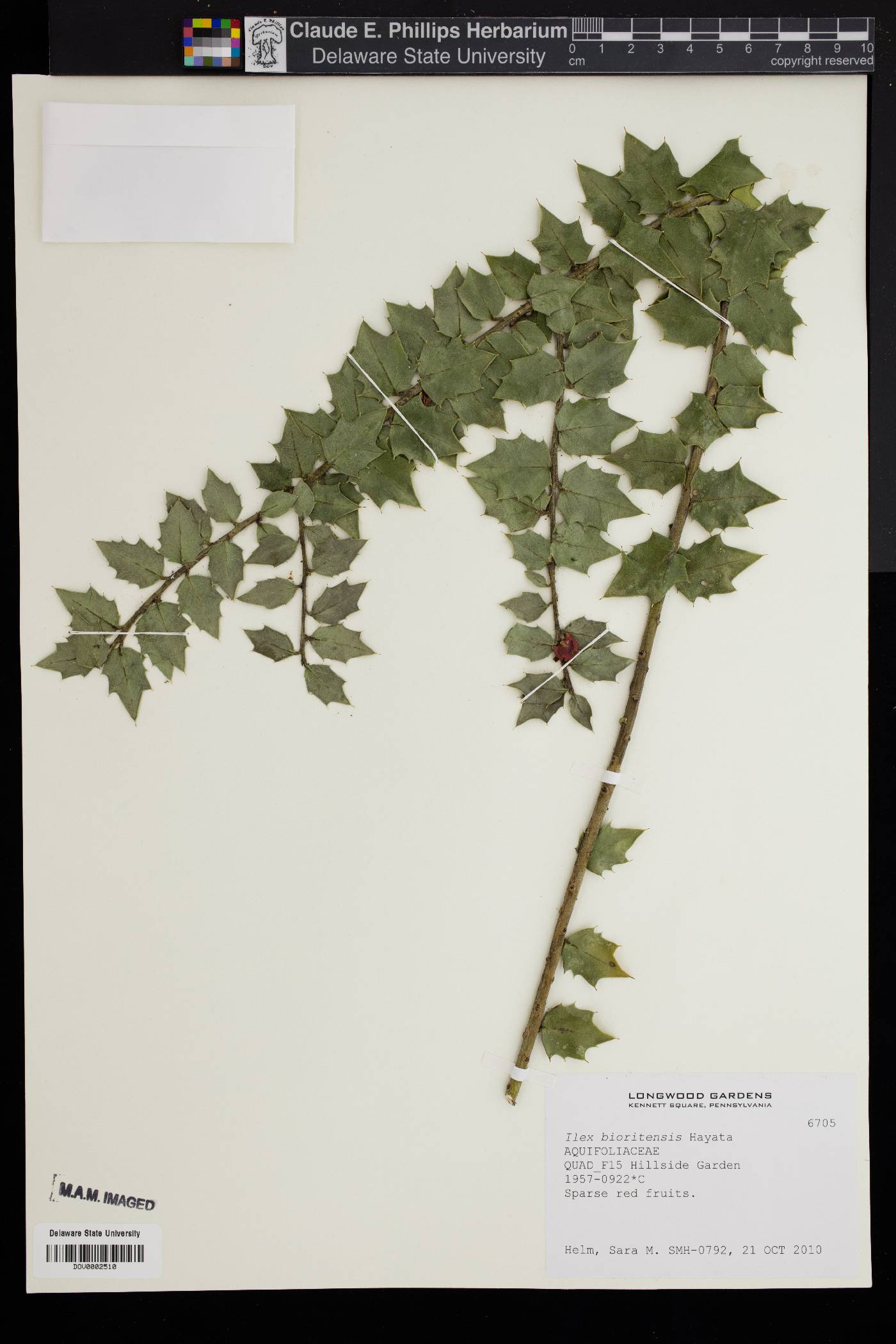 Ilex bioritsensis image