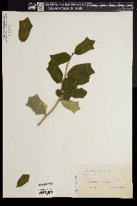 Ilex cornuta image