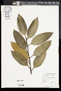 Ilex latifolia image