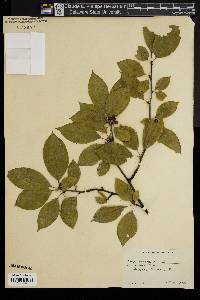 Ilex montana image