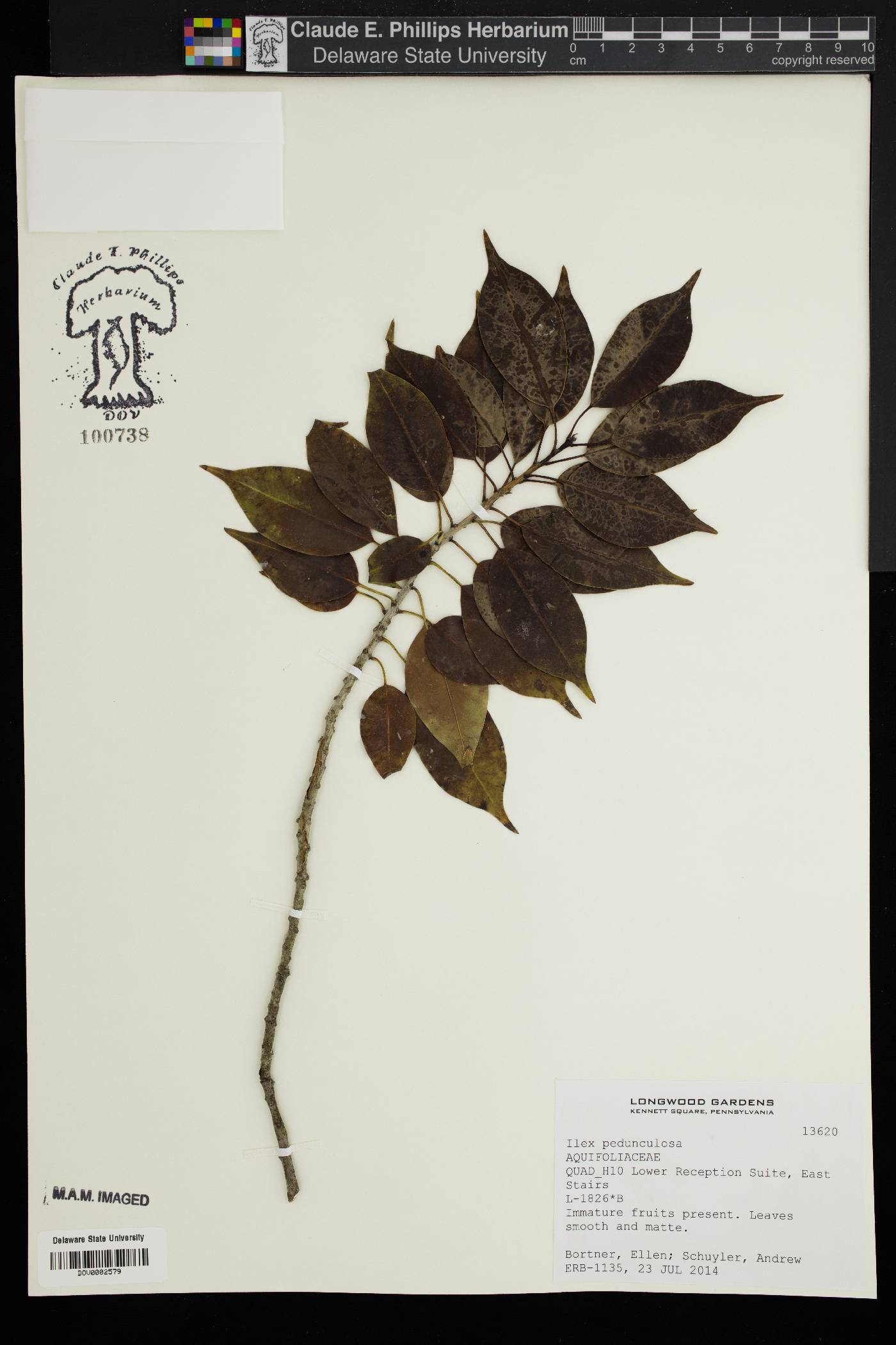 Ilex pedunculosa image