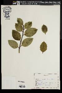 Ilex perado image