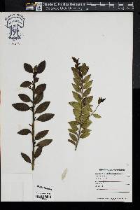 Ilex rugosa image