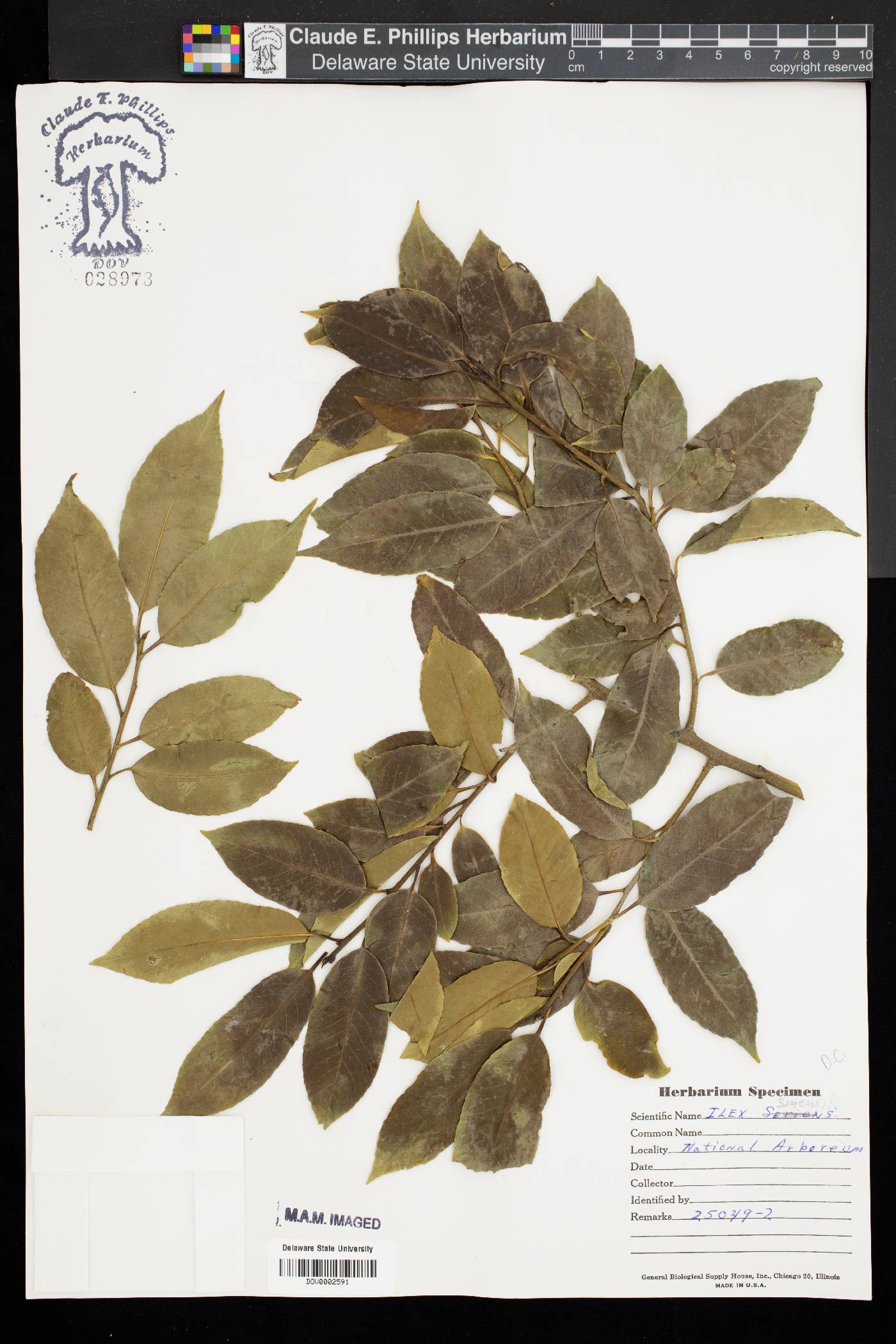 Ilex chinensis image