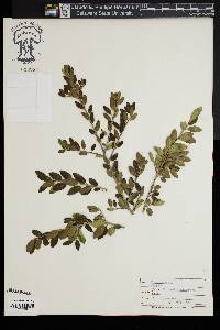 Ilex vomitoria image