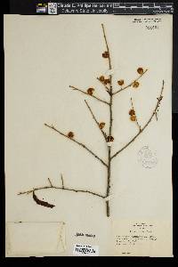 Ilex mucronata image