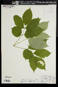 Aralia nudicaulis image