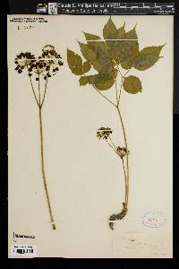 Aralia nudicaulis image