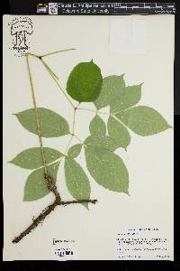 Aralia nudicaulis image