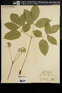 Aralia nudicaulis image