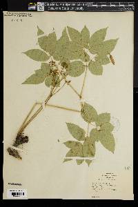 Aralia nudicaulis image