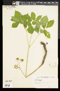 Aralia nudicaulis image