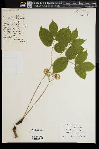 Aralia nudicaulis image