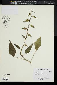 Hedera nepalensis image