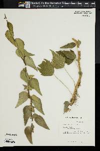 Hedera nepalensis image