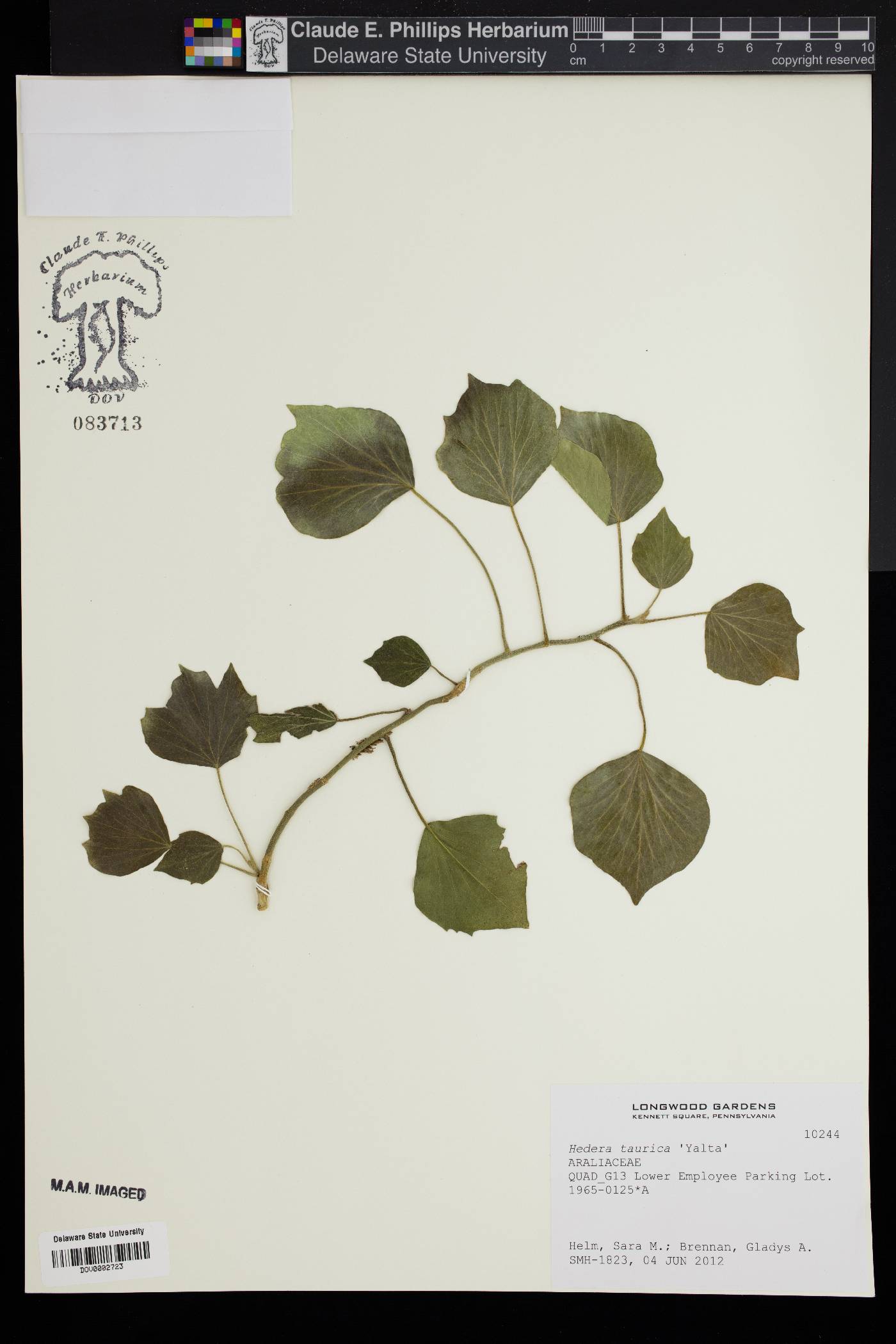 Hedera taurica image