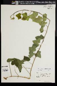 Hedera hibernica image