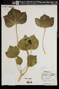 Hedera hibernica image