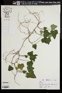 Hedera helix image